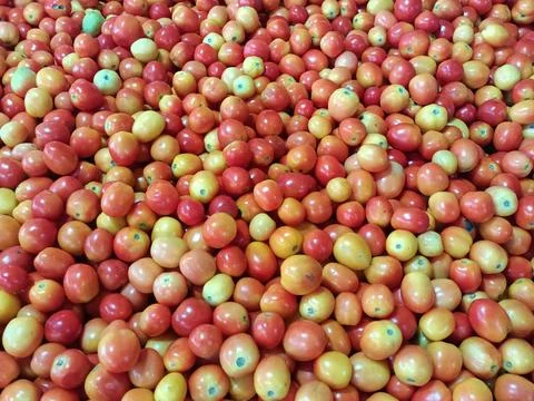 Tomatoes. Stock Photos