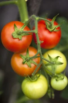 Tomatoes Foto stock