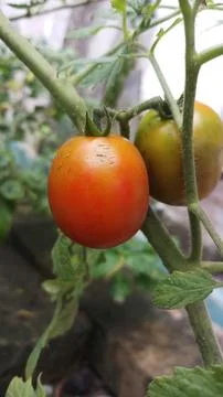Tomatoes Stock-Fotos