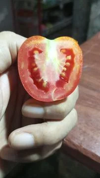 Tomatoes Stock Photos