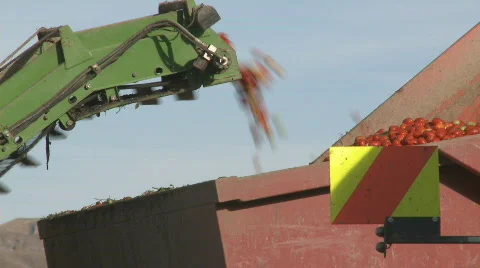 Tomatoes picked into bin Stock Footage 668756