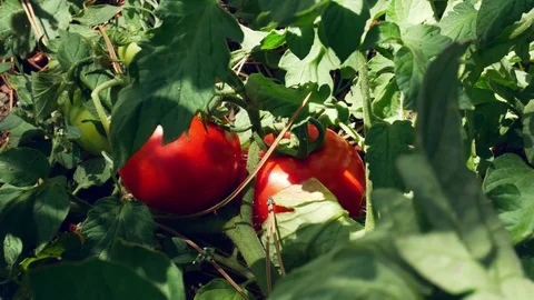 Tomatoes Plant 2 Video stock 83996799