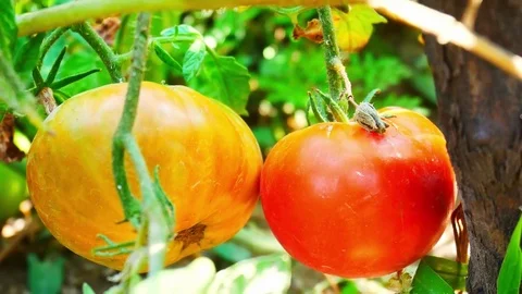 Tomatoes Plant Closeup Stock Footage 84088575