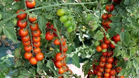 Tomatoes on the plant Stock Footage 73115132