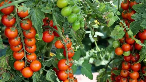Tomatoes on the plant 库存影片 73115133