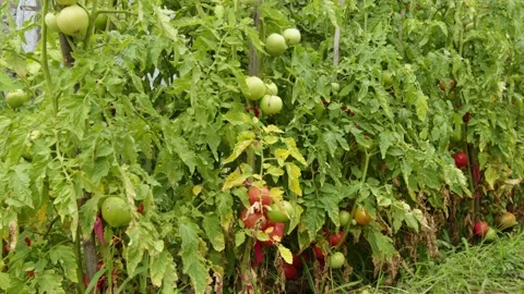 Tomatoes plant in the garden Stock Footage 201844002