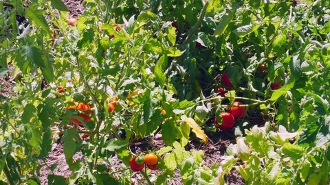 Tomatoes Plantation Stock Footage 83996843