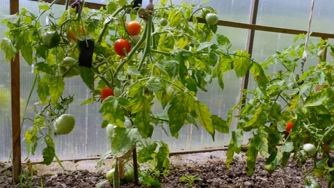 Tomatoes planted in a greenhouse 库存影片 80539356