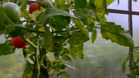 Tomatoes planted in the greenhouse Video stock 81332507