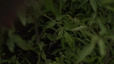 Tomatoes planting 스톡 동영상 141767957