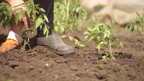 Tomatoes planting Stock Footage 141768234
