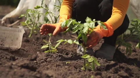 Tomatoes planting 스톡 동영상 141768361