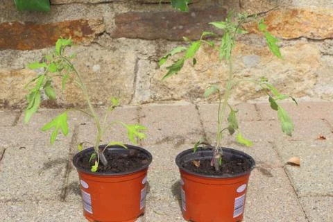 Tomatoes plants in plastic pot Stock Photos