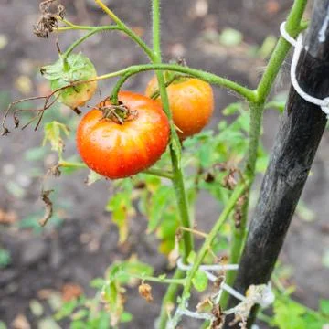 Tomatoes on pole in vegetable garden after rain Stock Photos
