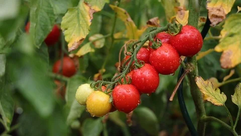 Tomatoes with raidrops in rain, organic vegetable garden Stock Footage 107386618
