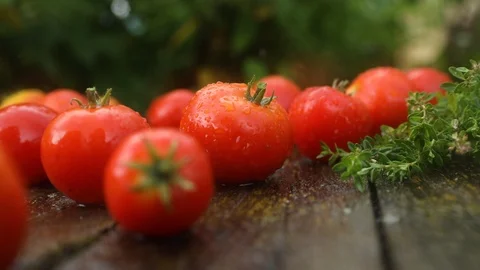Tomatoes in the rain Stock Footage 93441970