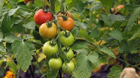 Tomatoes with raindrops in rain, organic vegetable garden Stock Footage 107386491