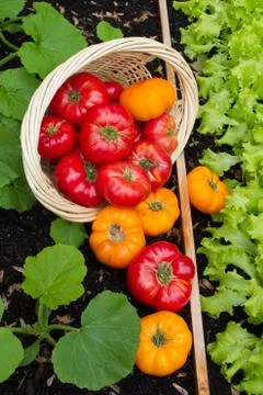 Tomatoes in Raised Bed Stock Photos