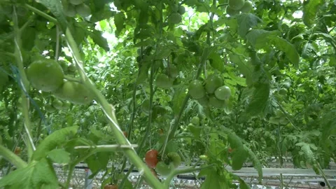 Tomatoes raised in a greenhouse, close-up view 動画素材 346407553