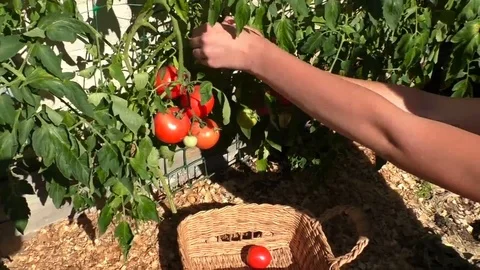 Tomatoes ripe why Stock Footage 93646758
