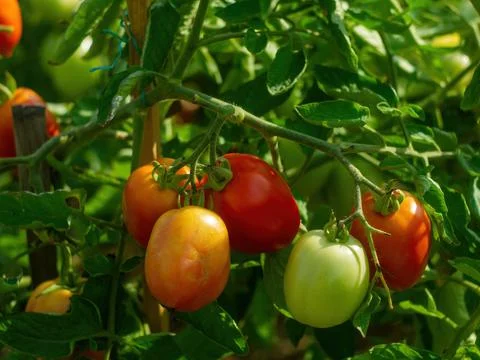 Tomatoes ripen in the bed Stock Photos