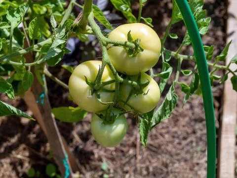 Tomatoes ripen in the bed Stock Photos