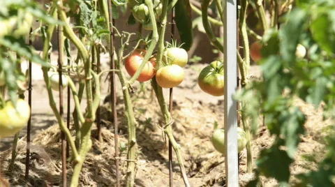 Tomatoes ripen on the beds. Видео 810529
