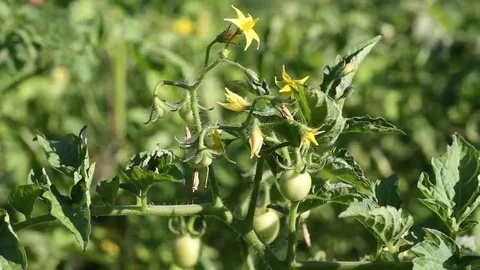 Tomatoes ripen on the branch Video stock 69154564