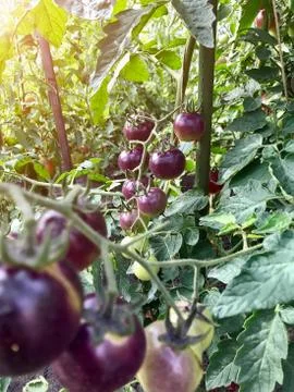 Tomatoes ripen on a Bush on a bed Stock Photos