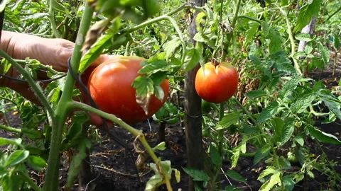 Tomatoes ripen on bushes. Stock Footage 99900239