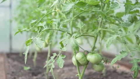 Tomatoes ripen in the greenhouse Stock Footage 245449367