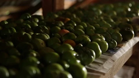 Tomatoes Ripening in a barn Stock Footage 78717749