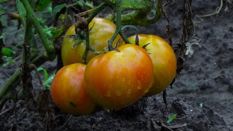 Tomatoes ripening in greenhouse Video stock 80987361
