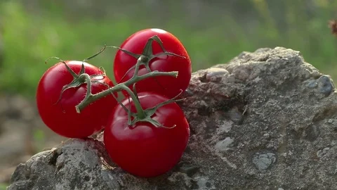 Tomatoes on a rock in nature. Camera pans to left Video stock 77788588