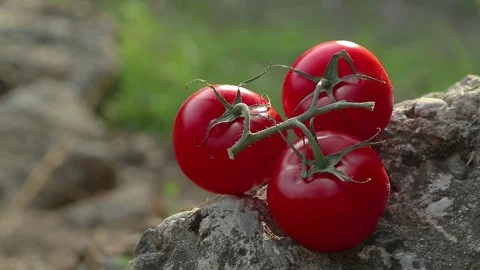 Tomatoes on a rock in nature. Camera pans to right Stock Footage 77788590