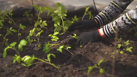 Tomatoes seedling Stock Footage 141767953