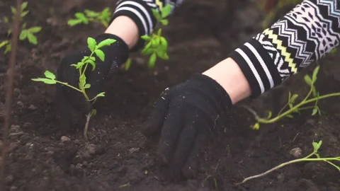 Tomatoes seedling 스톡 동영상 141768270