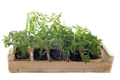 Tomatoes seedling Stock Photos