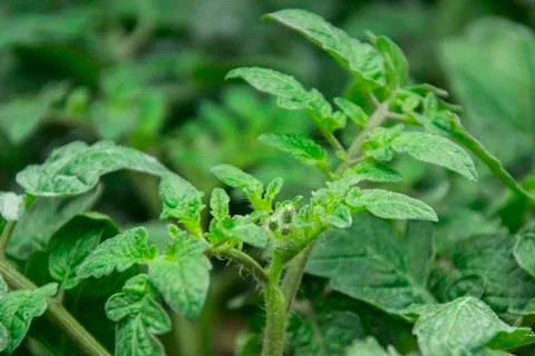 Tomatoes seedlings Stock Photos