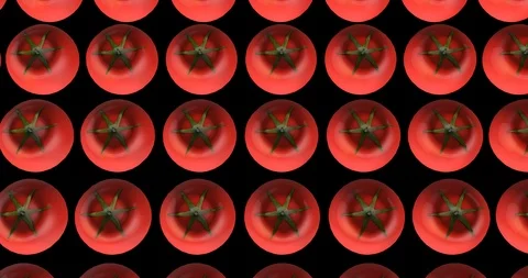Tomatoes serial production Video stock 102923854