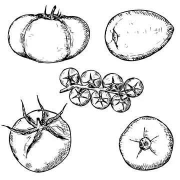 Tomatoes set. Vector illustration. Isolated objects on white. Stock Illustration