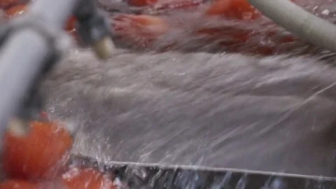 The tomatoes in the sink Stock Footage 81016897