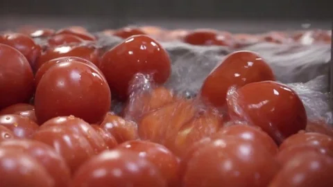 The tomatoes in the sink Stock Footage 81017059