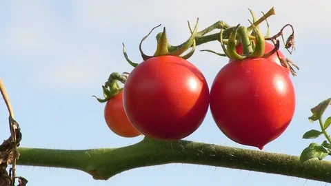 Tomatoes on Sky Background Stock Footage