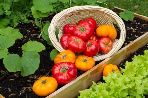 Tomatoes Spilling from Basket Stock Photos
