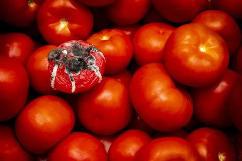Tomatoes in store Stock Photos