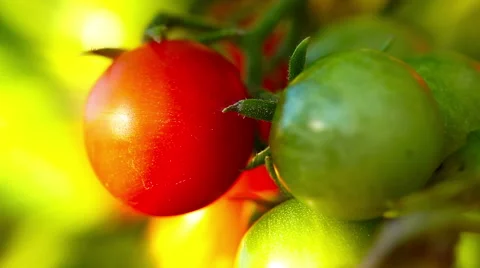 Tomatoes in the sunlight Stock Footage 56227284