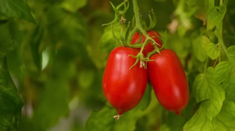 Tomatoes At Sunset Stock Footage 67570161