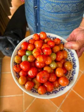 TOMATOES TOMATO CHERRY TOMATES Foto stock