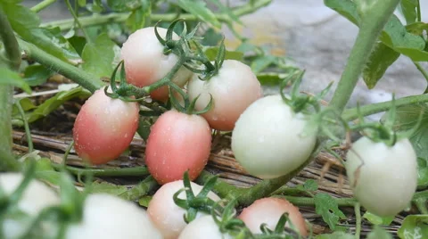 Tomatoes on tree branch Stock Footage 62846458